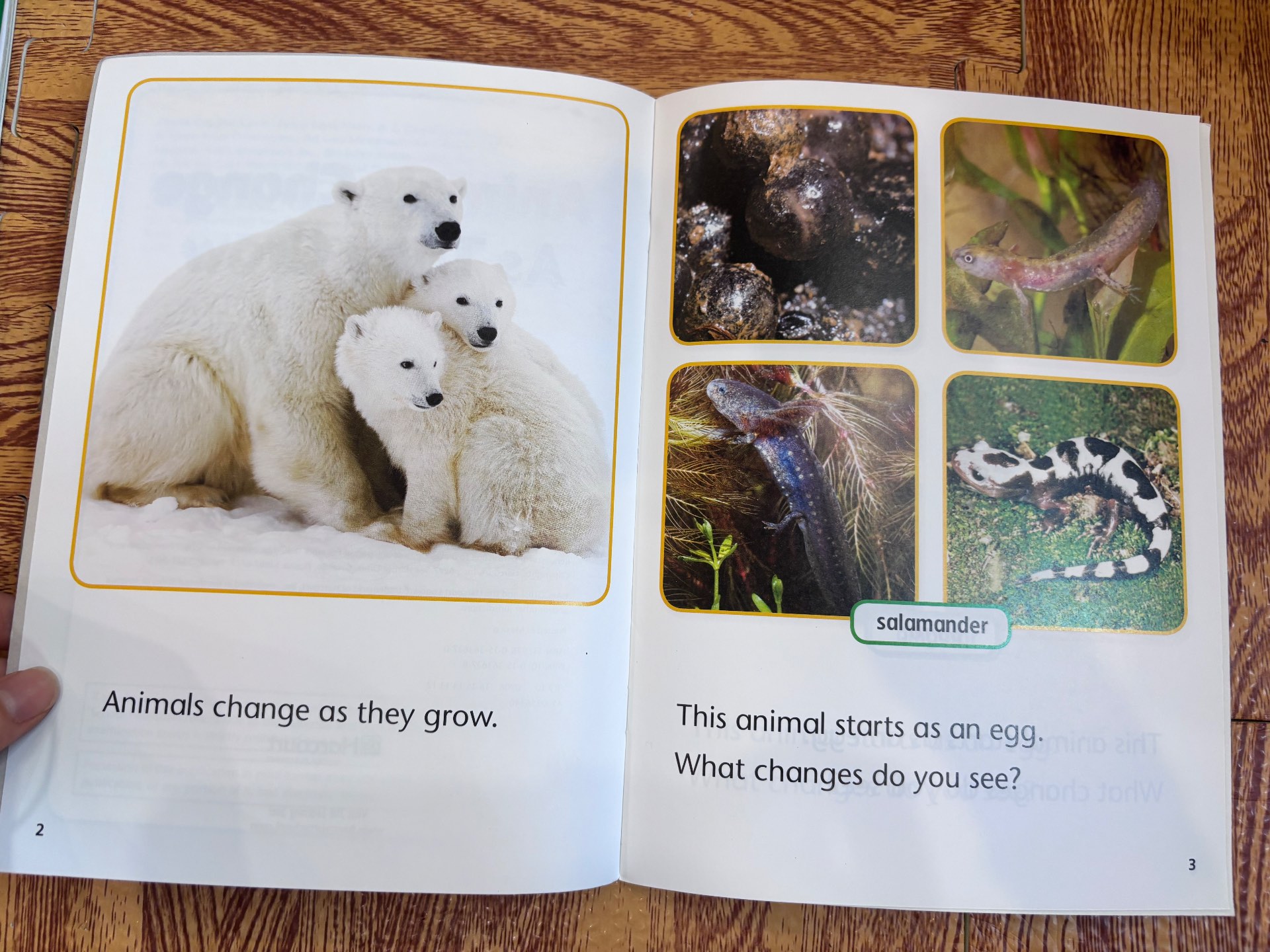 Animals Change As They Grow — ảnh 2