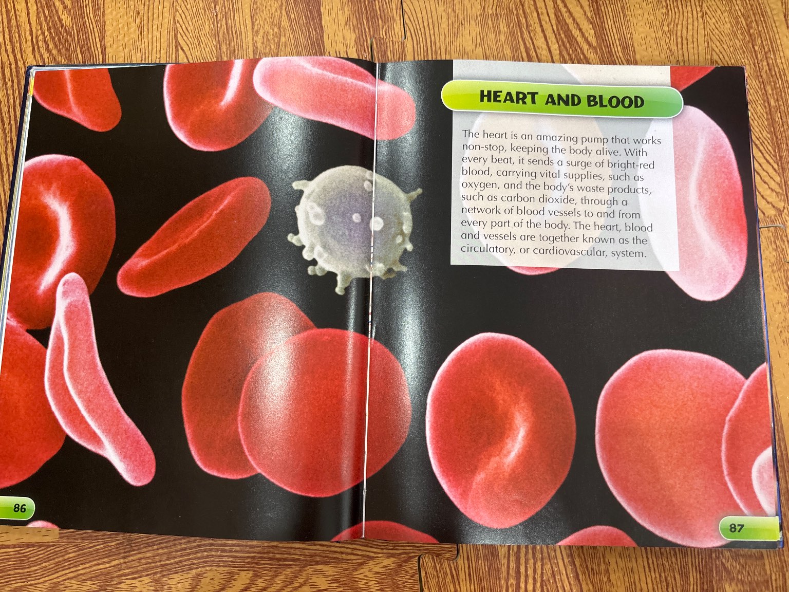 children's human body encyclopedia — ảnh 6