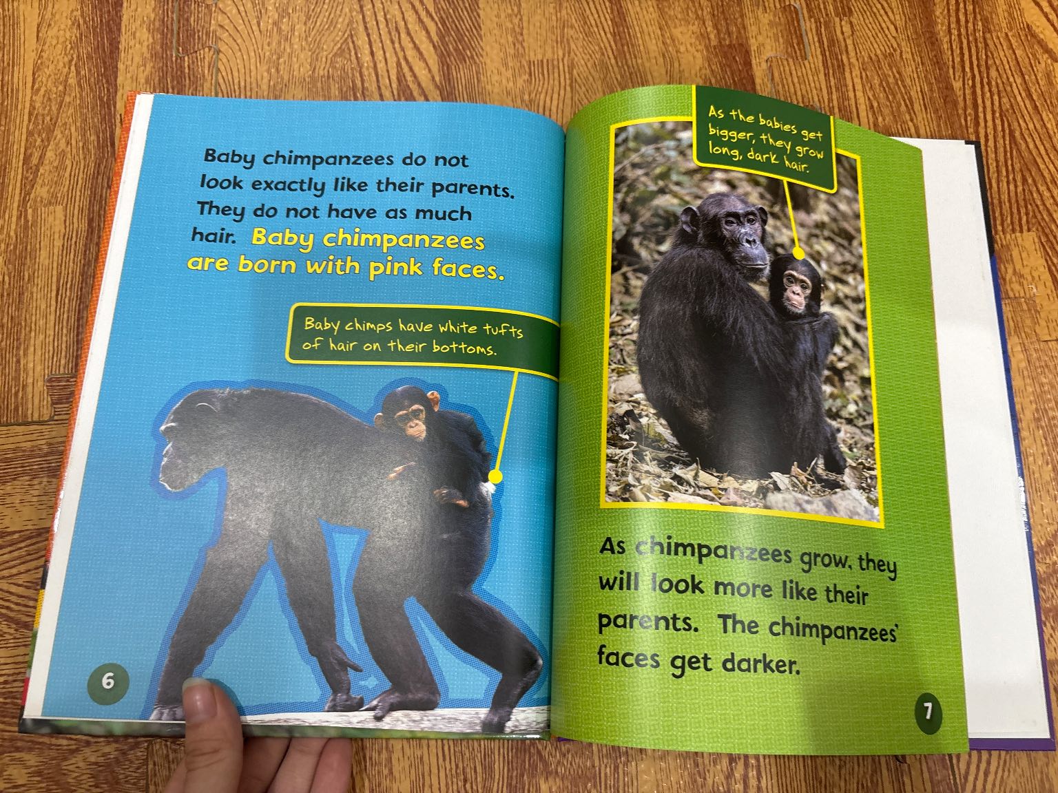 Meet a Baby Chimpanzee — ảnh 2