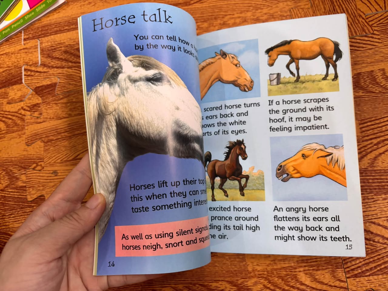 HORSES AND PONIES (USBORNE DISCOVERY / BEGINNERS) — ảnh 5