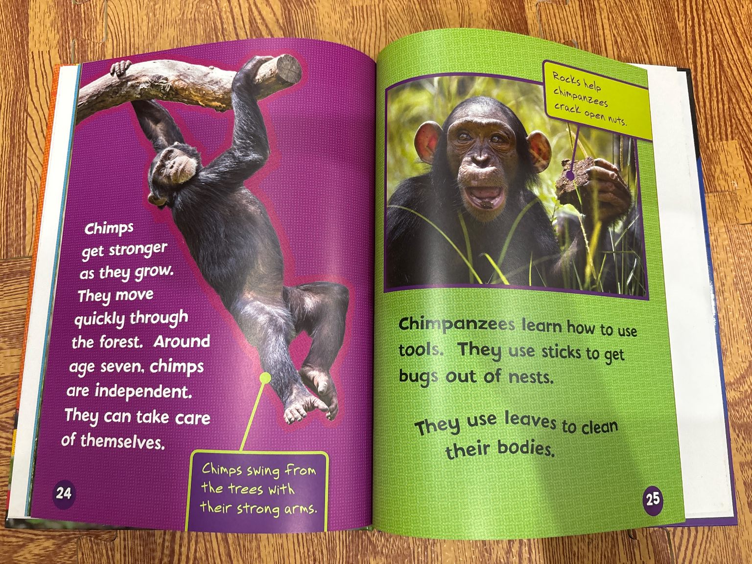 Meet a Baby Chimpanzee — ảnh 5