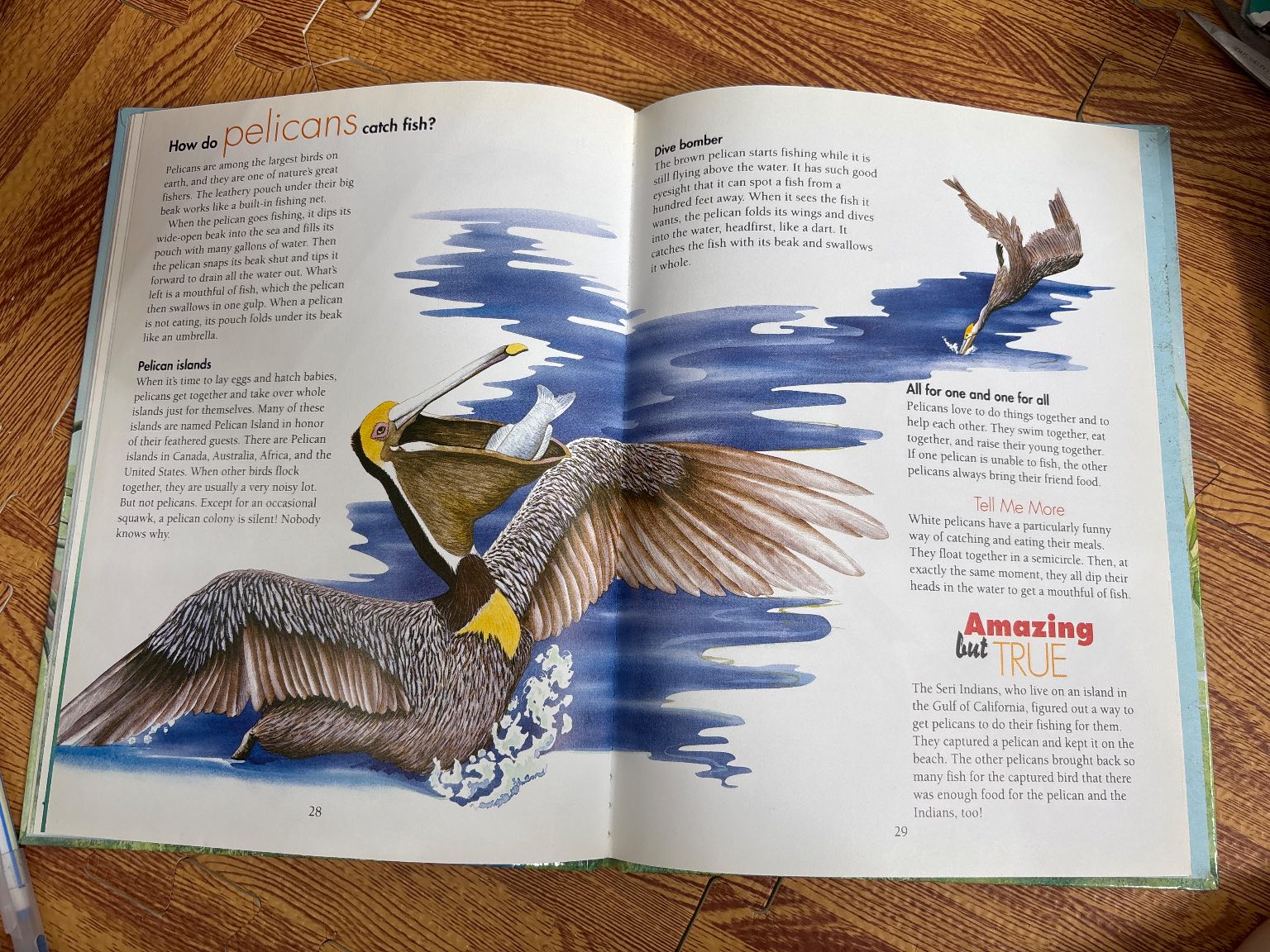 I Wonder How Parrots Can Talk — ảnh 7