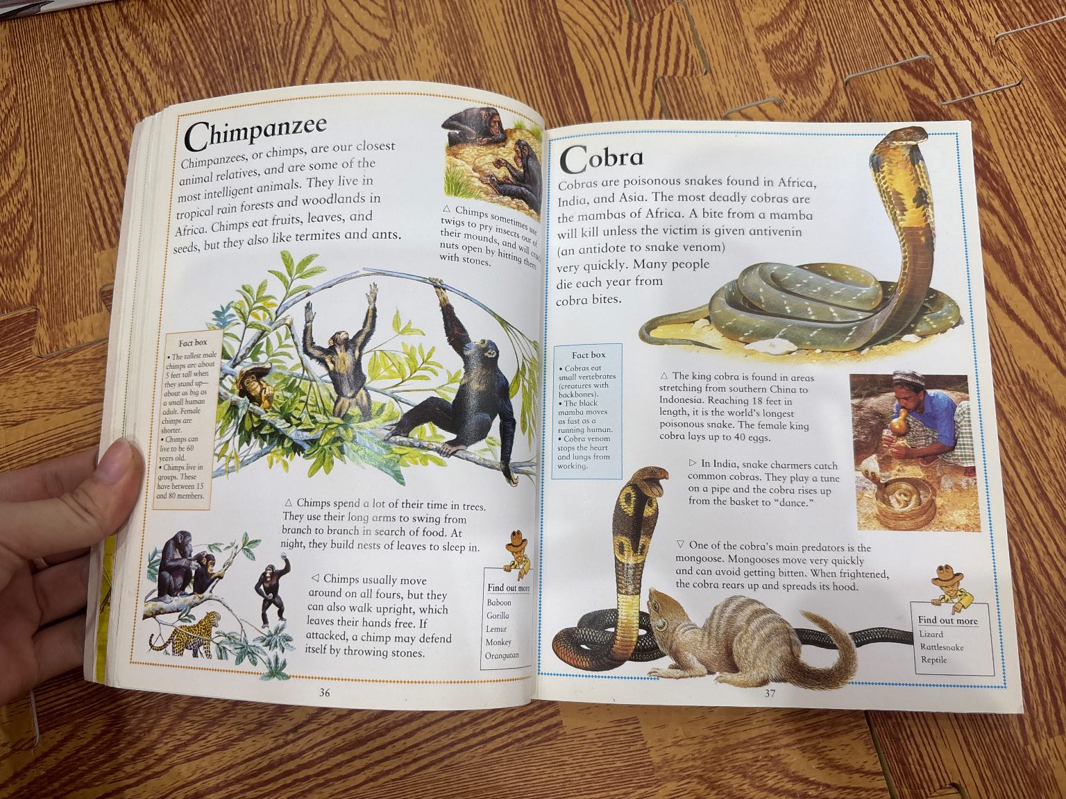 The Little Animal Encyclopedia — ảnh 2