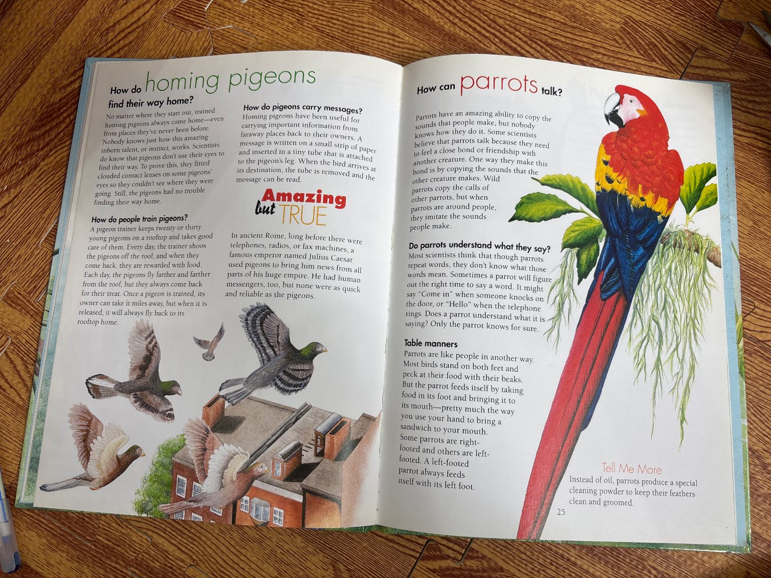 I Wonder How Parrots Can Talk — ảnh 6