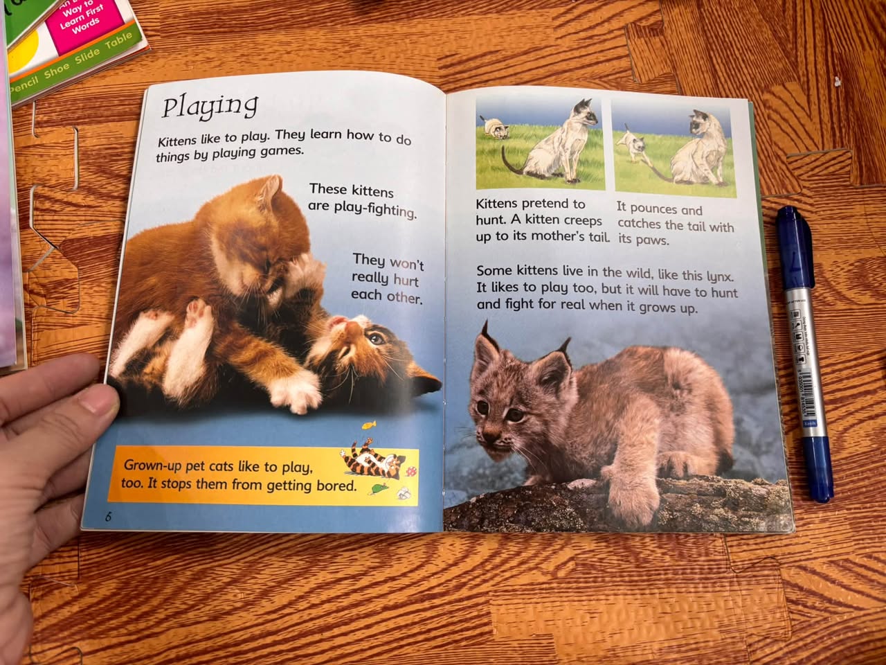 Usborne Beginners: Cats — ảnh 2