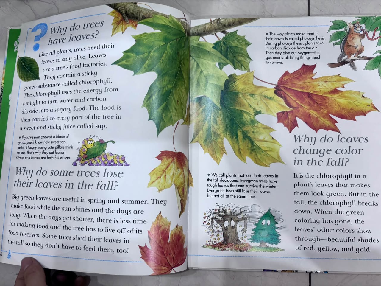 I WONDER WHY TREES HAVE LEAVES AND OTHER QUESTIONS ABOUT PLANTS — ảnh 3
