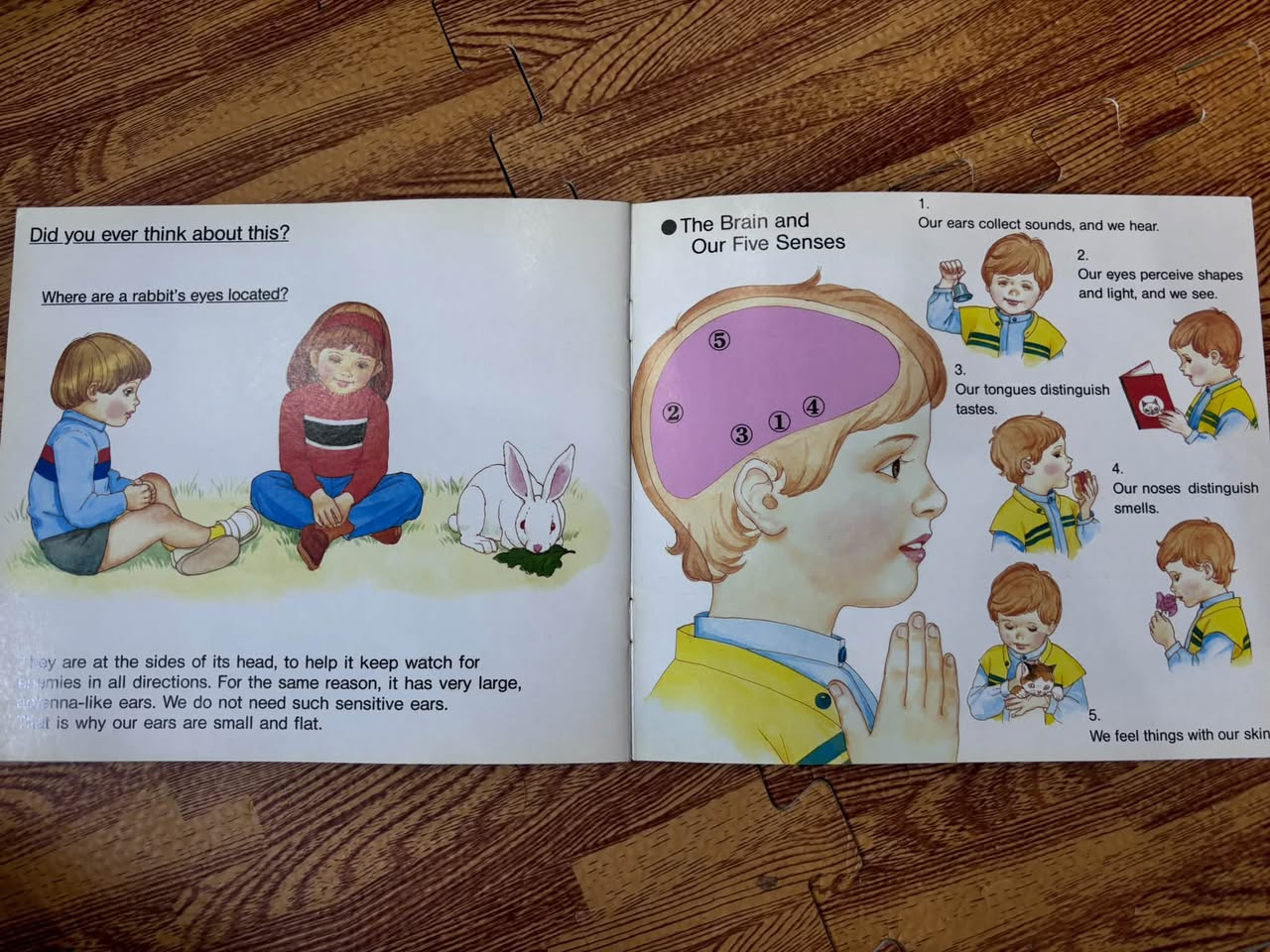 ALL ABOUT OUR BODIES: 4 — OUR EYES, EARS, AND NOSES — ảnh 5