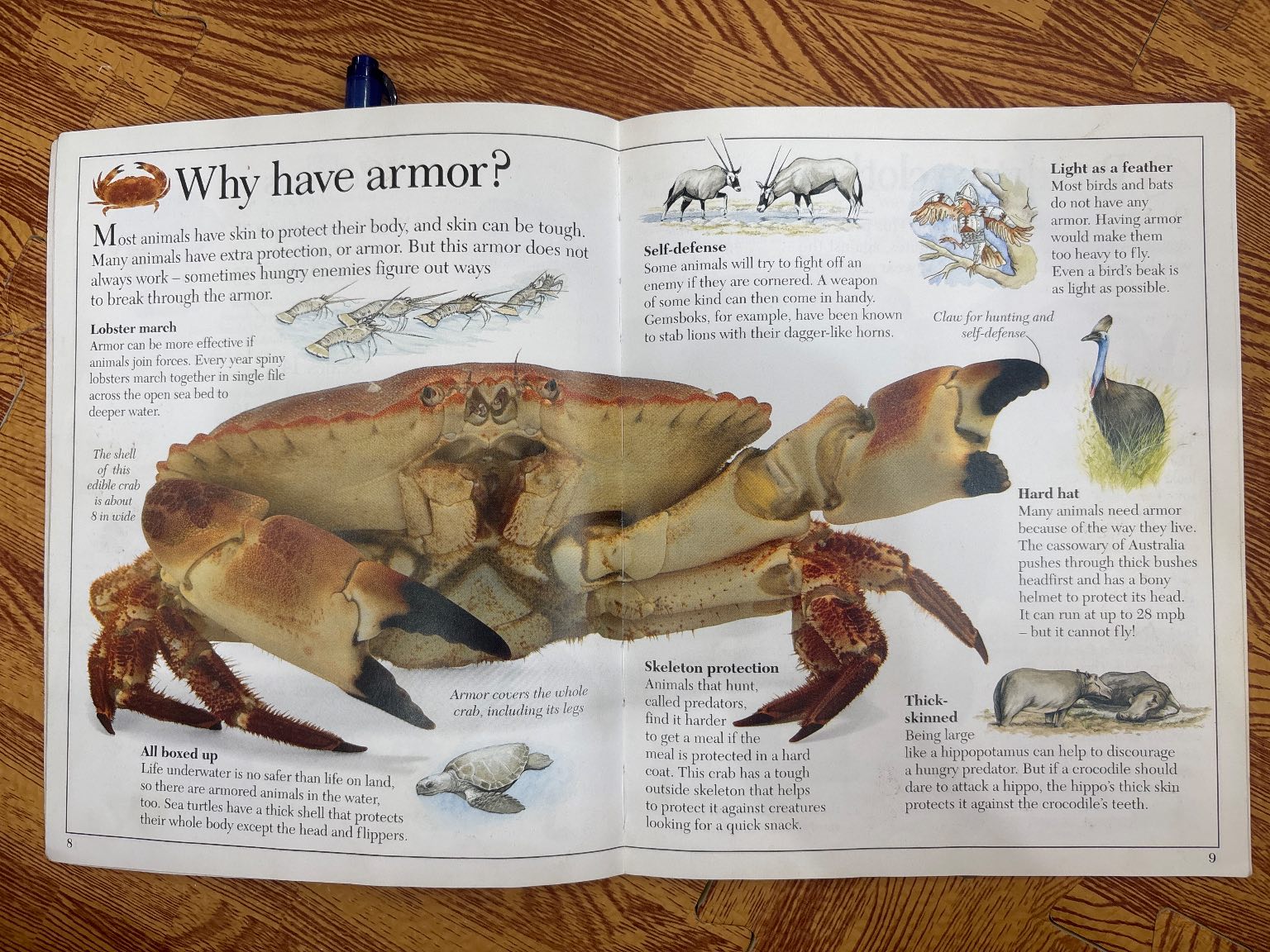 Amazing Armored Animals — ảnh 3
