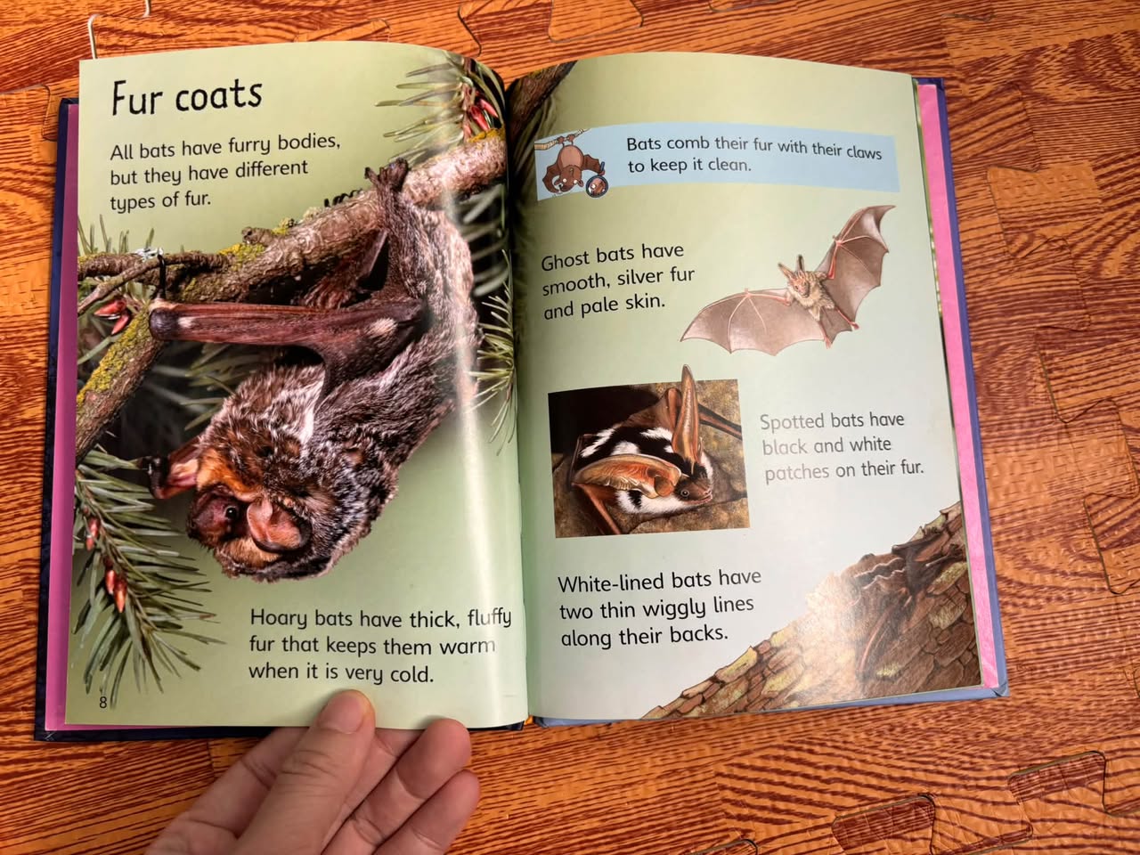 BATS (USBORNE BEGINNERS) — ảnh 4