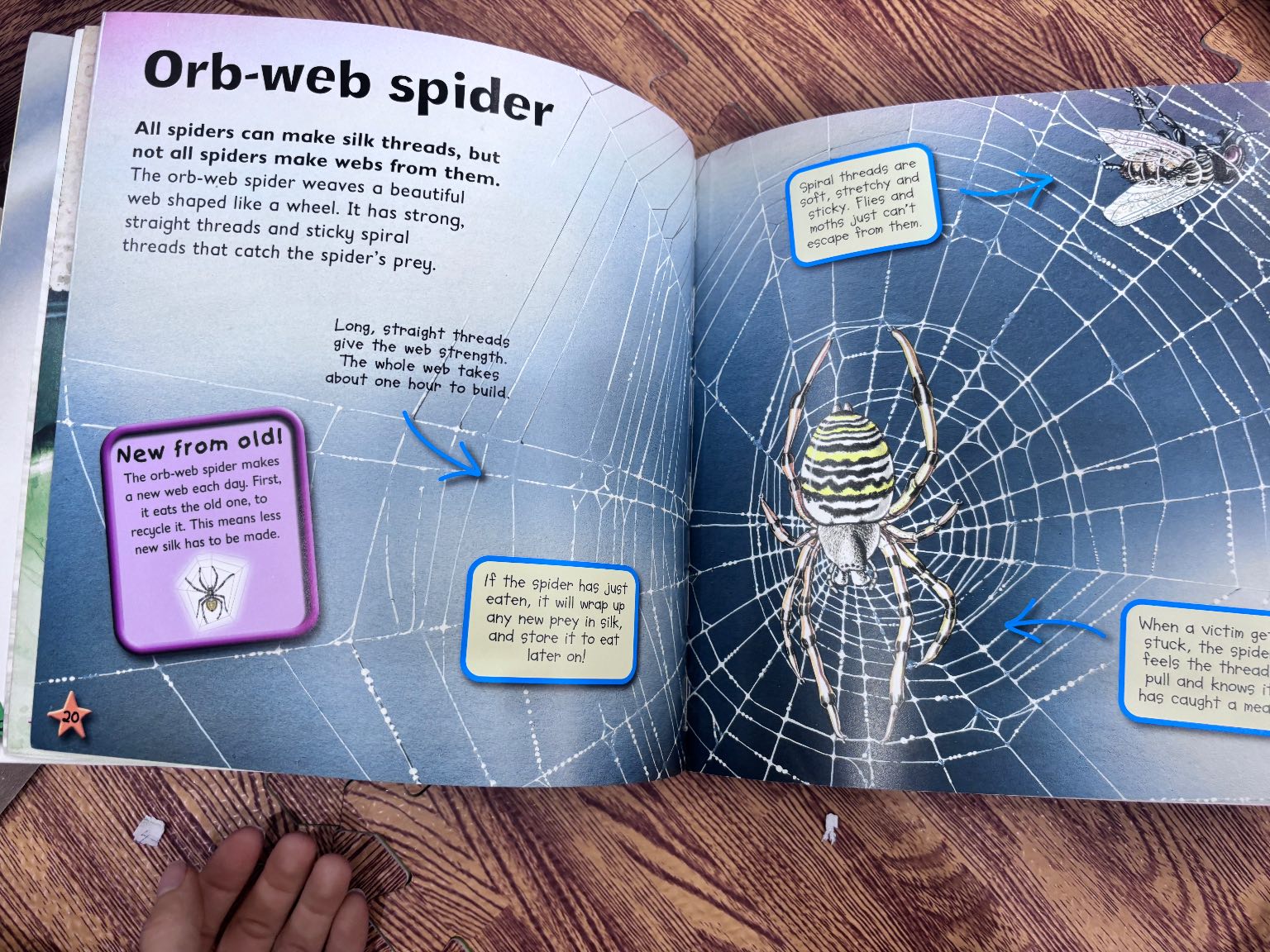 I Love Spiders — ảnh 5