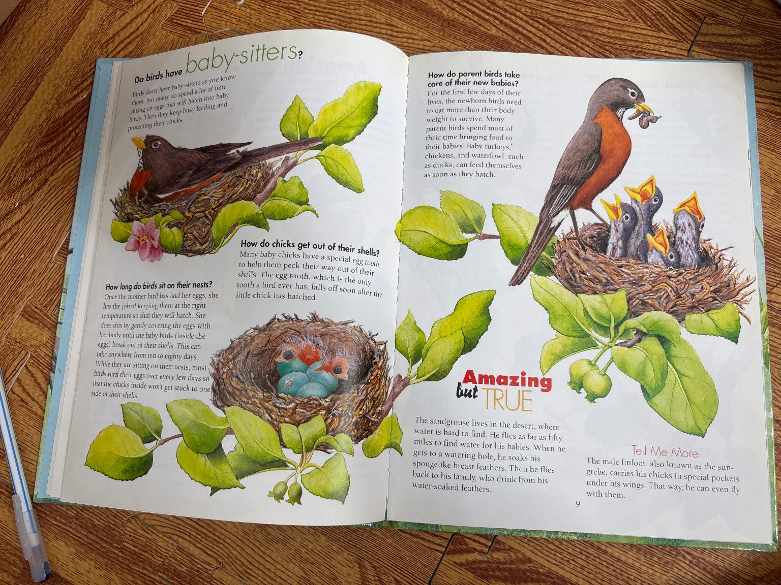 I Wonder How Parrots Can Talk — ảnh 3