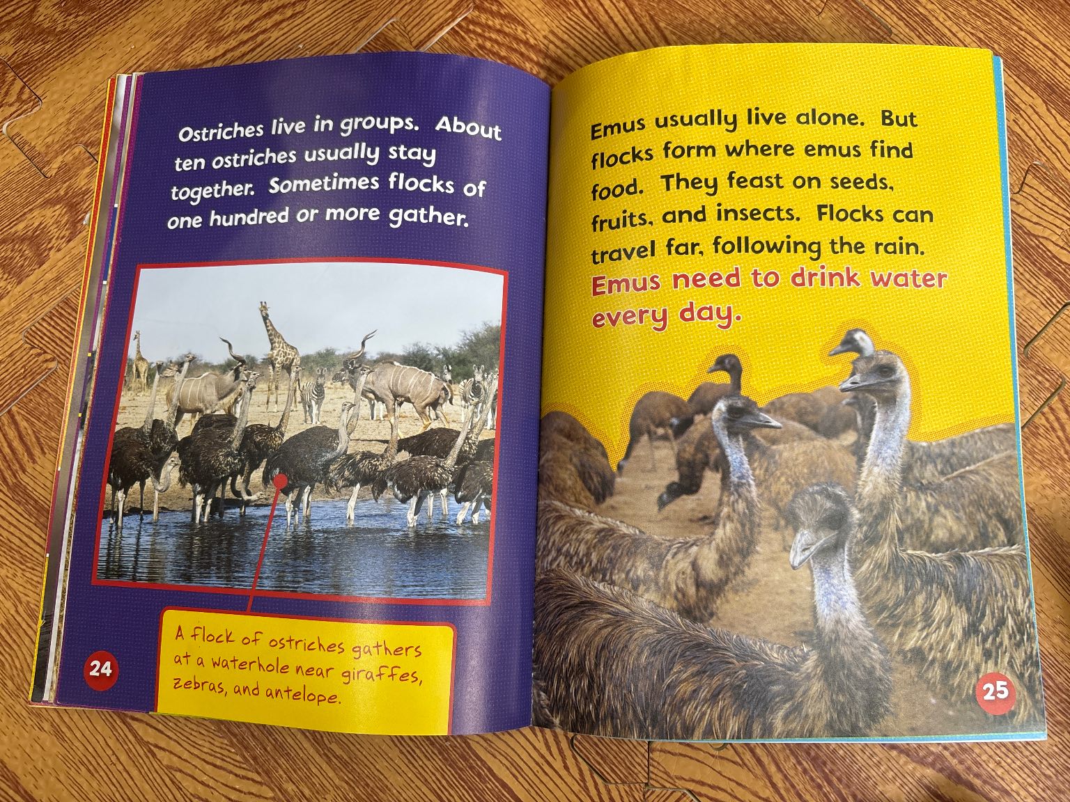 Can You Tell an Ostrich from an Emu? — ảnh 6
