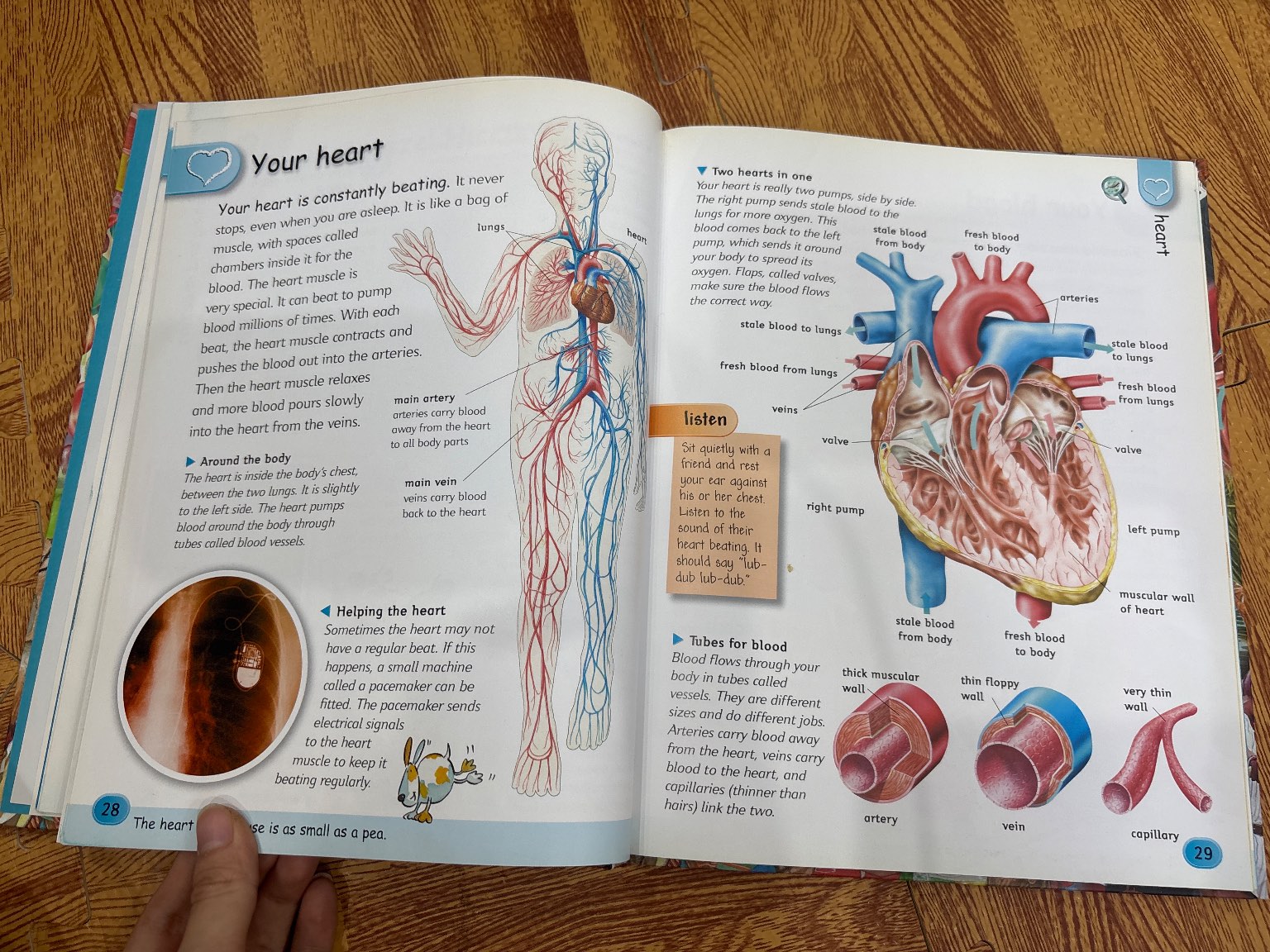 Explore and Learn Me and My Body — ảnh 3