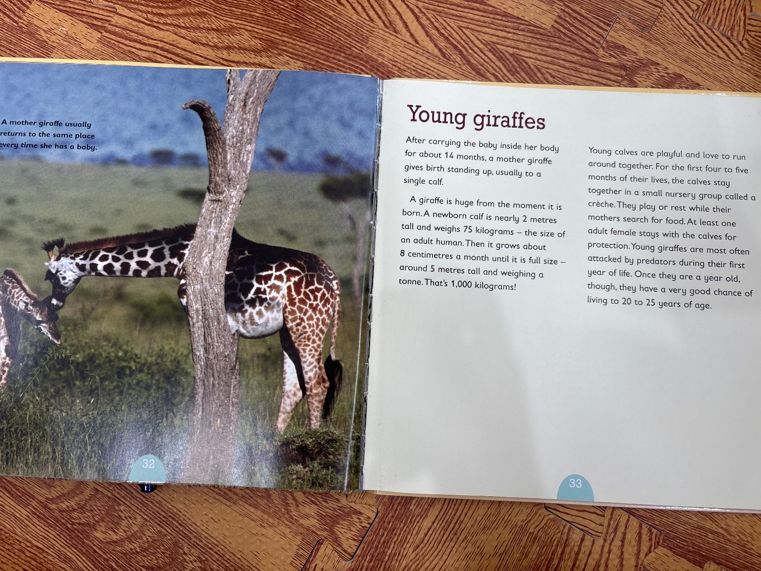 Giraffes — ảnh 6