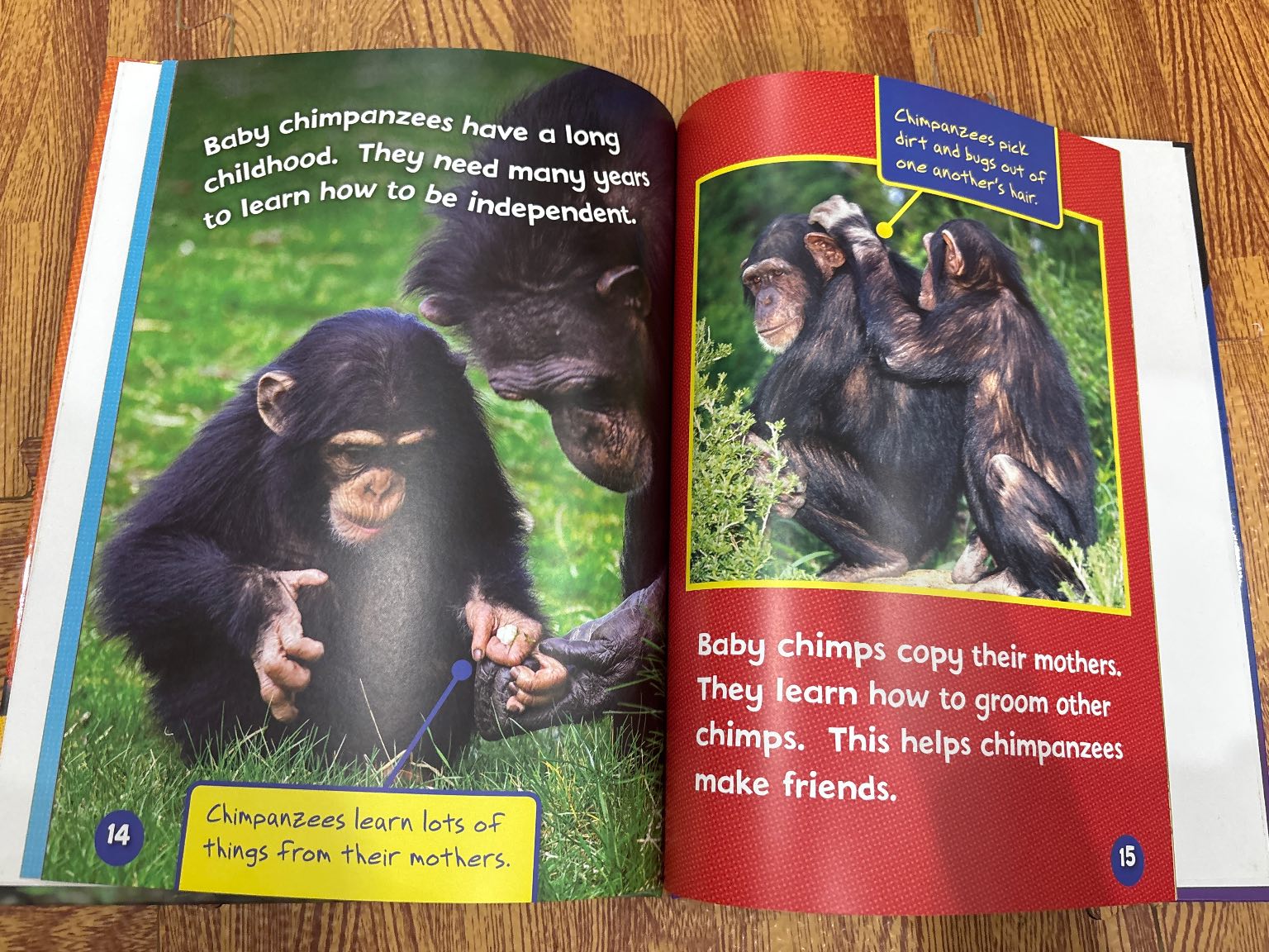 Meet a Baby Chimpanzee — ảnh 3