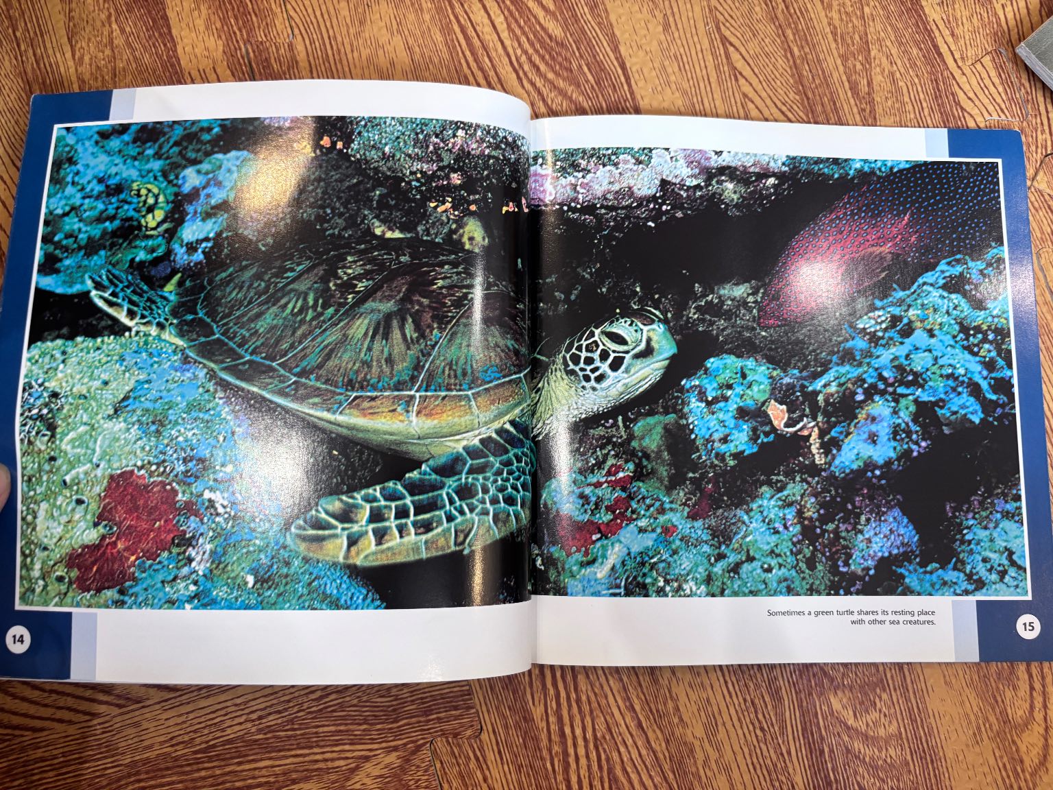 Sea Turtles — ảnh 4