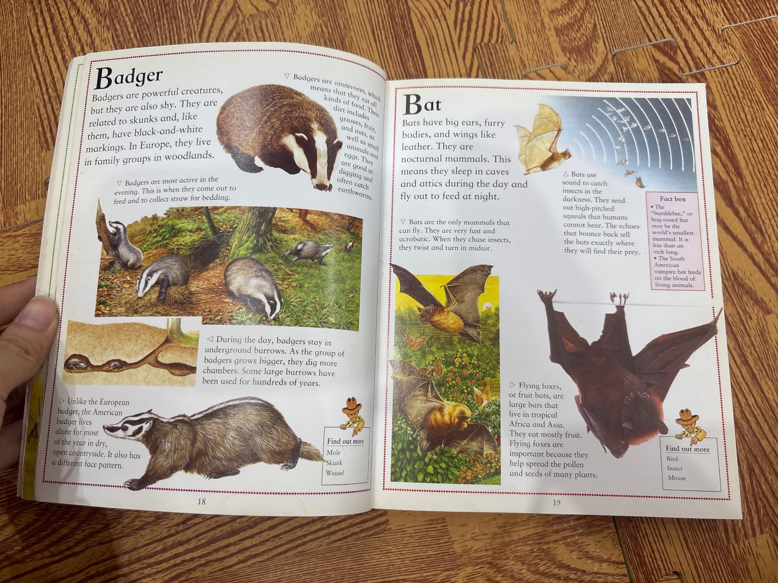 The Little Animal Encyclopedia — ảnh 4