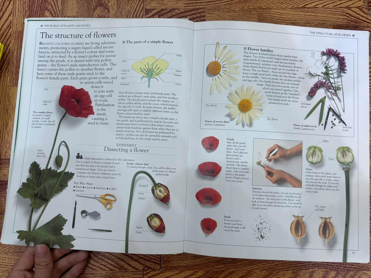 EYEWITNESS SCIENCE GUIDES: HOW NATURE WỬOKS — ảnh 2