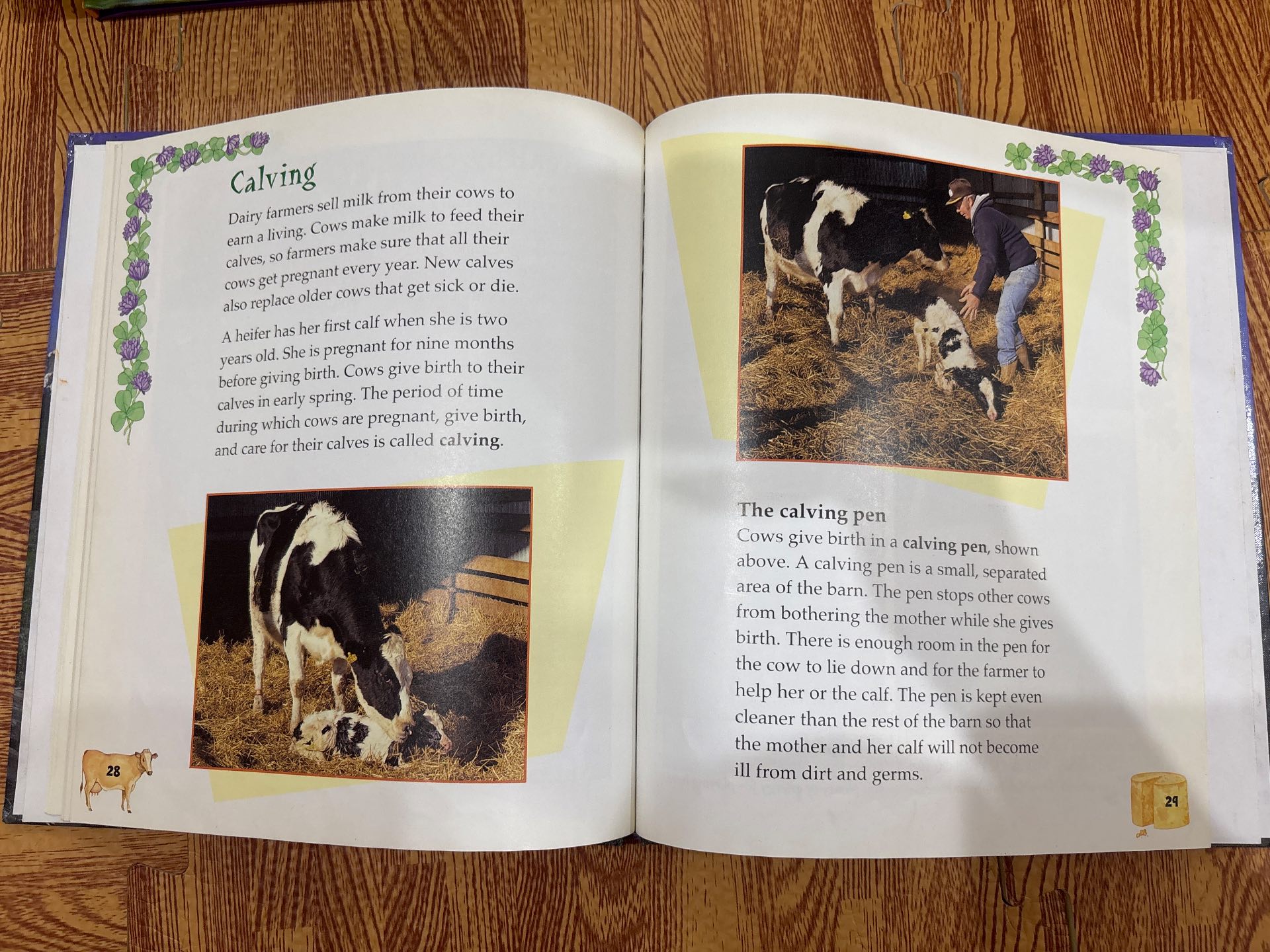 Hooray for DAIRY FARMING! — ảnh 6