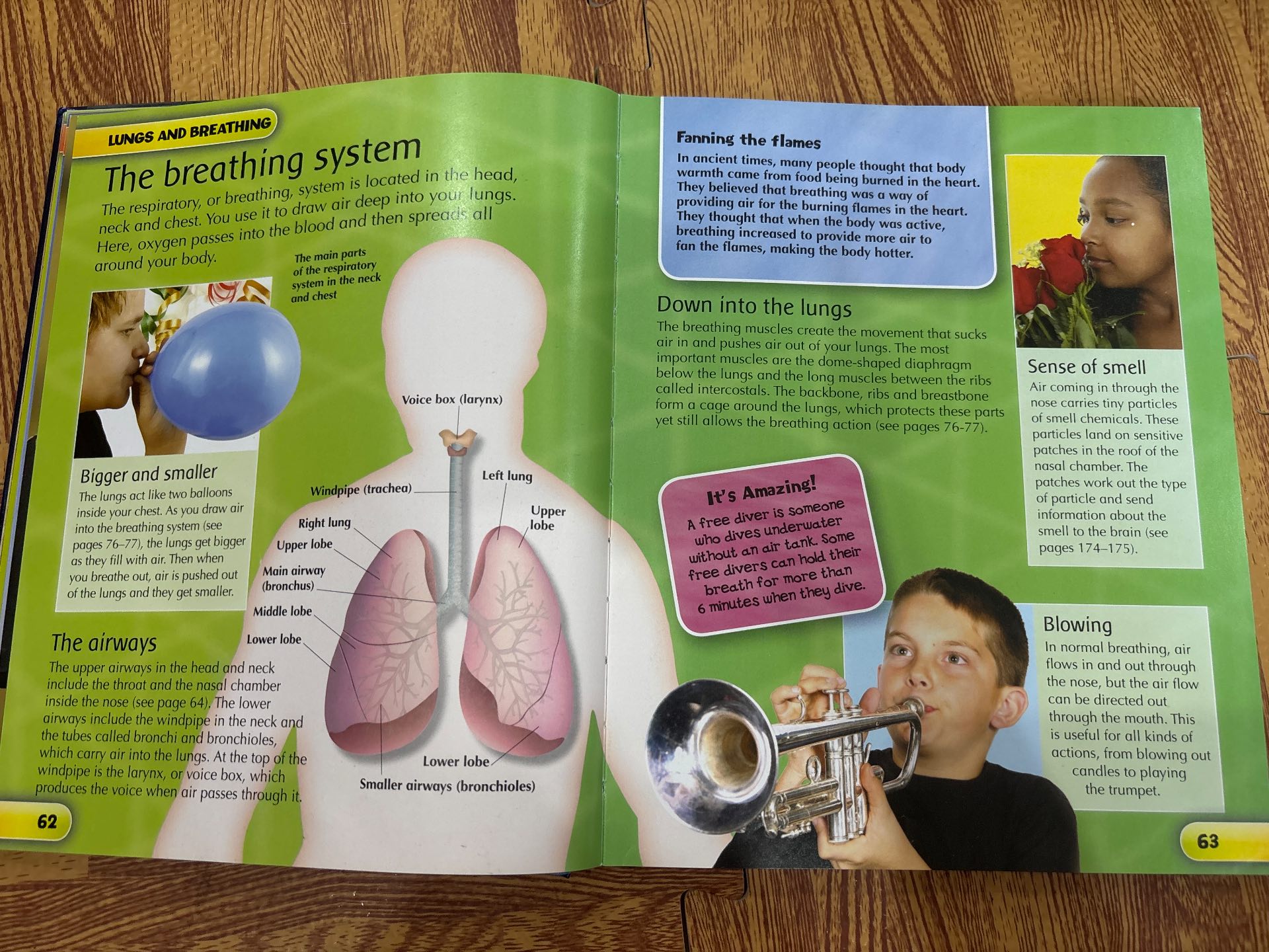 children's human body encyclopedia — ảnh 5