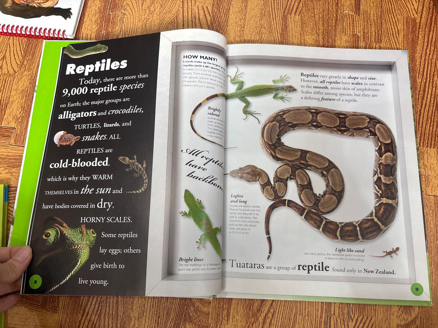 Everything you need to know about FROGS AND OTHER SLIPPERY CREATURES — ảnh 4